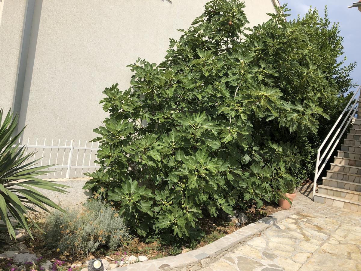 Apartmani Zvijezda Rogoznica (Sibenik-Knin) Ngoại thất bức ảnh